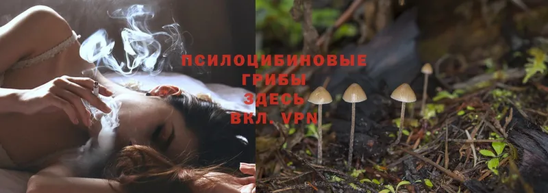 Галлюциногенные грибы Cubensis  Бабушкин 